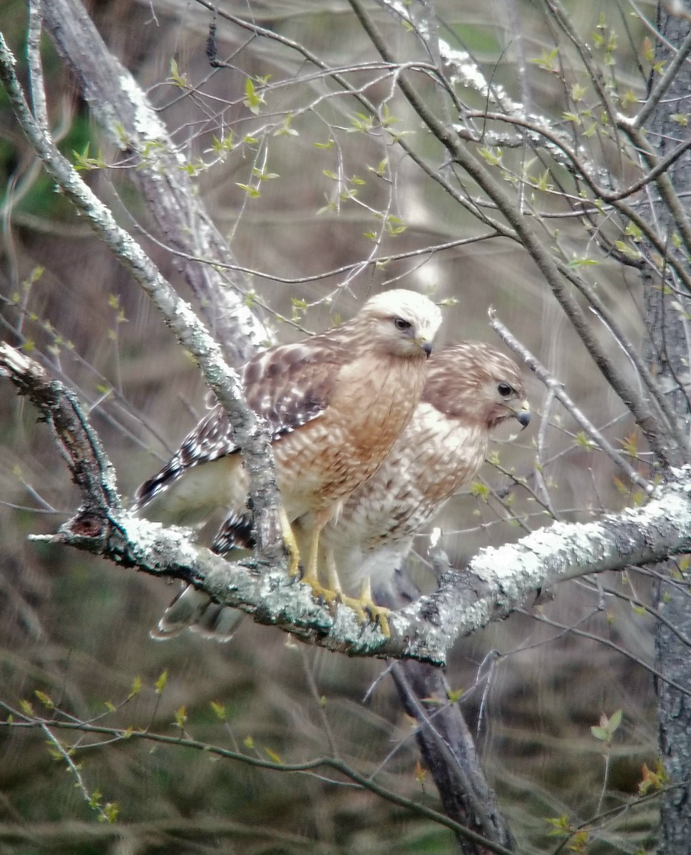 Red-shouldered Hawk - James (Mike) Wiltshire