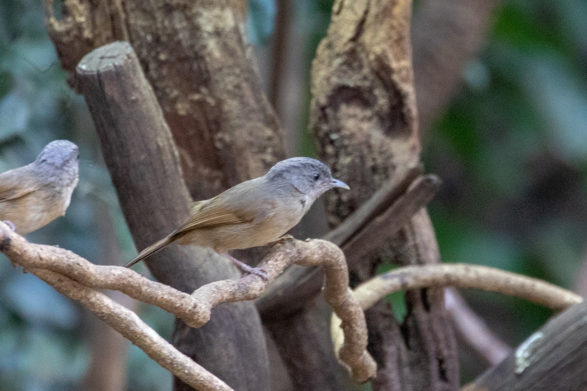 Brown-cheeked Fulvetta - ML150553141