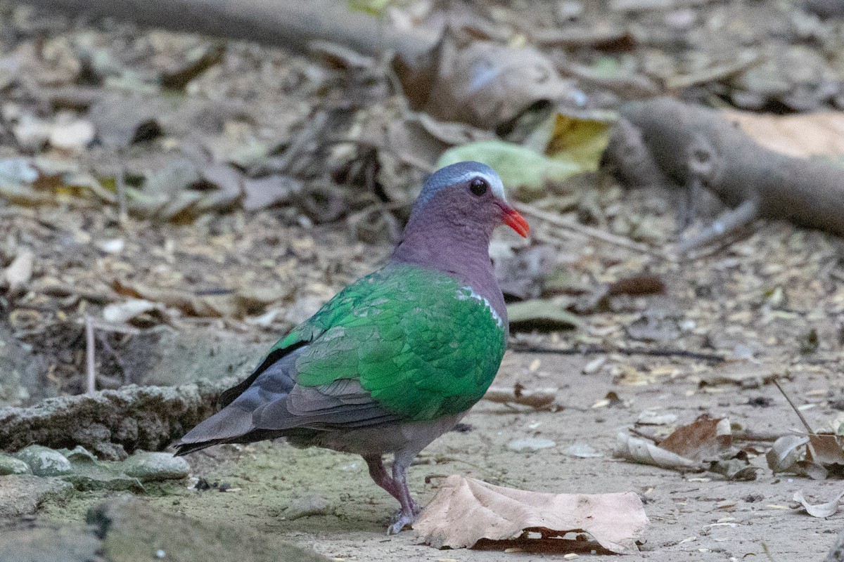 Asian Emerald Dove - ML150553341