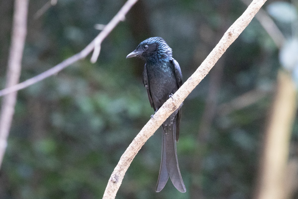 Bronzed Drongo - ML150553621