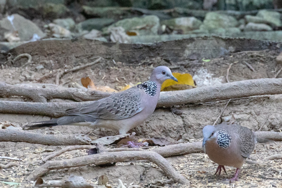 Spotted Dove - ML150553771