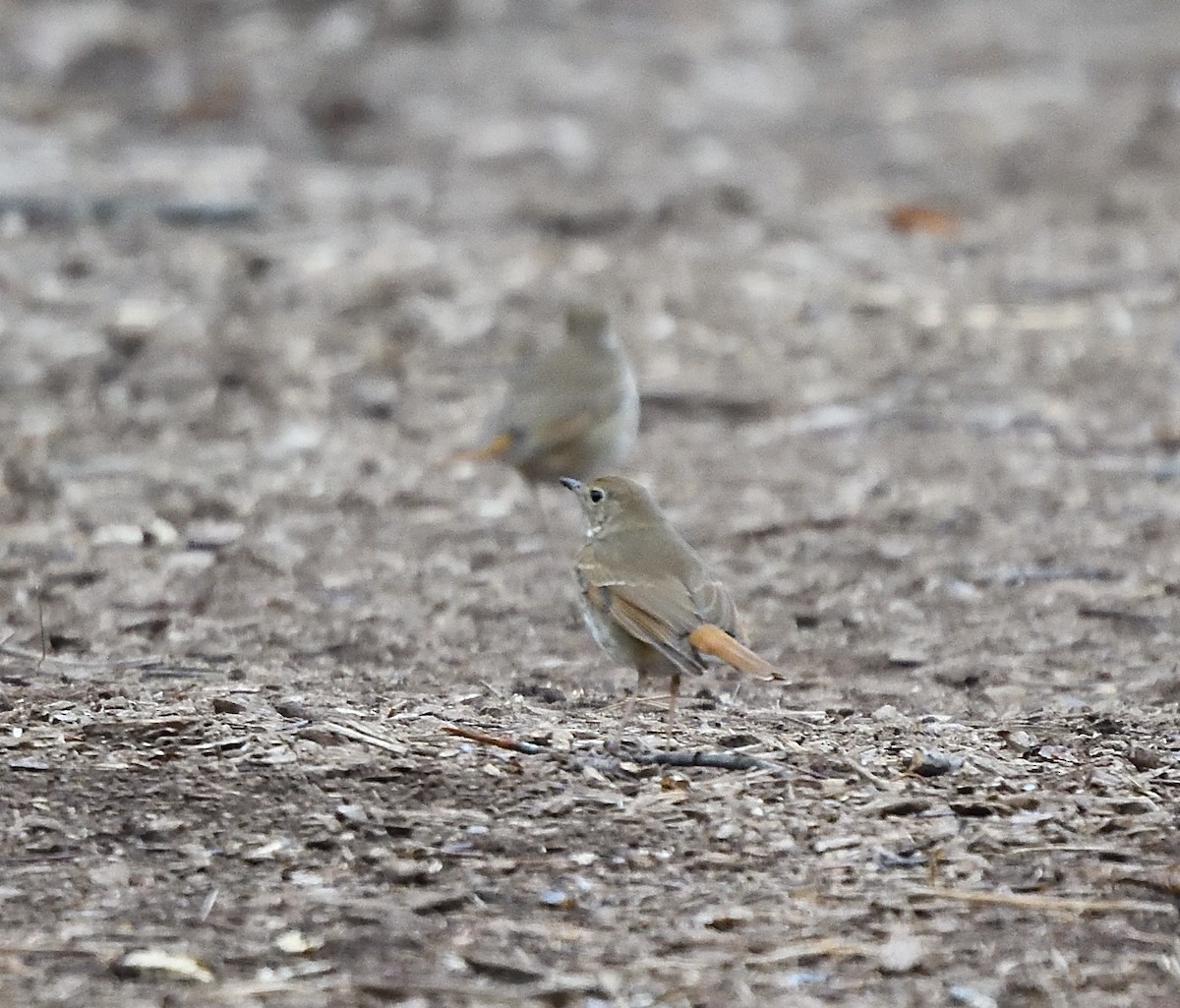 Hermit Thrush - ML150553821