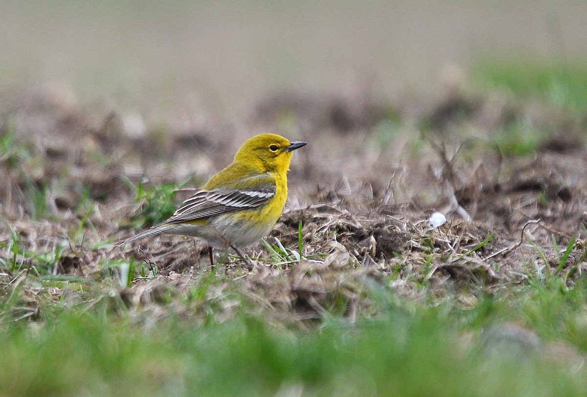 Pine Warbler - Cesar Castillo