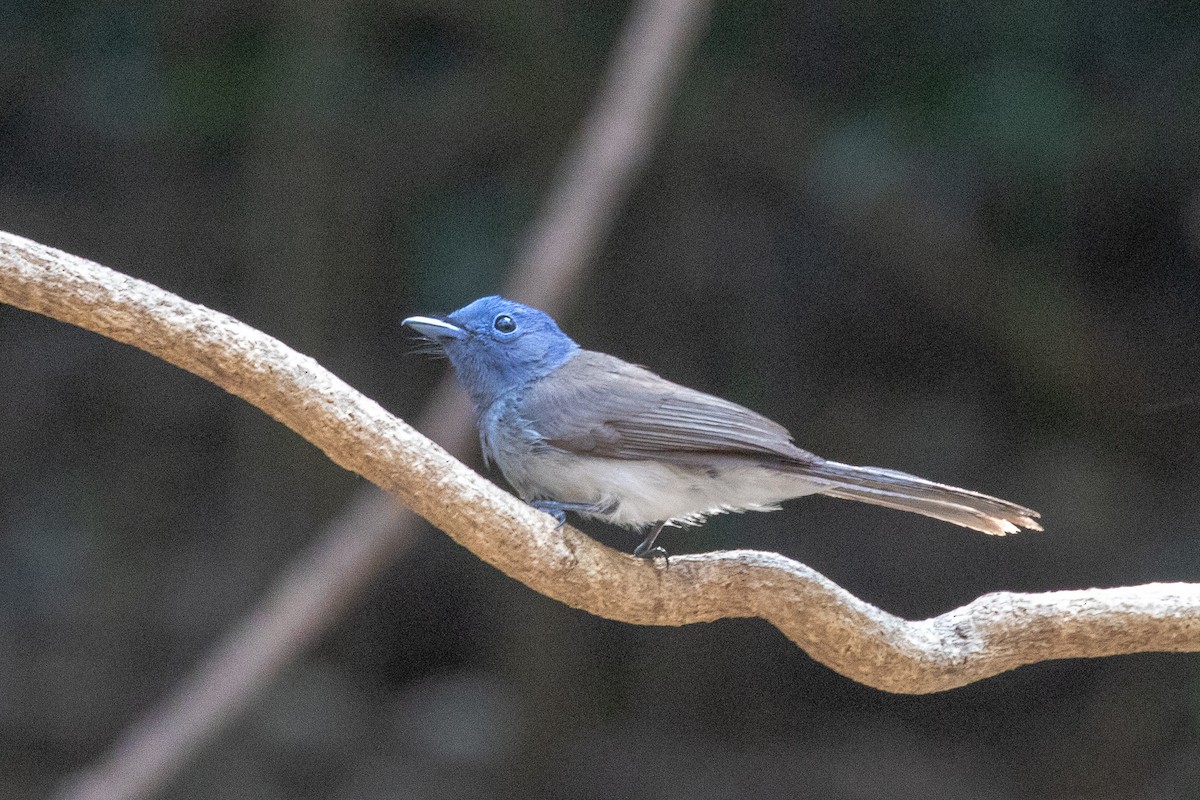 Black-naped Monarch - ML150554321