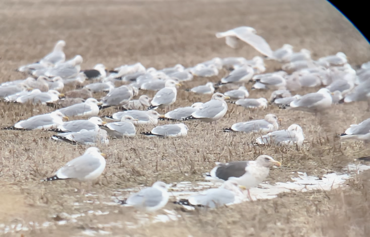 Slaty-backed Gull - Paul Pratt