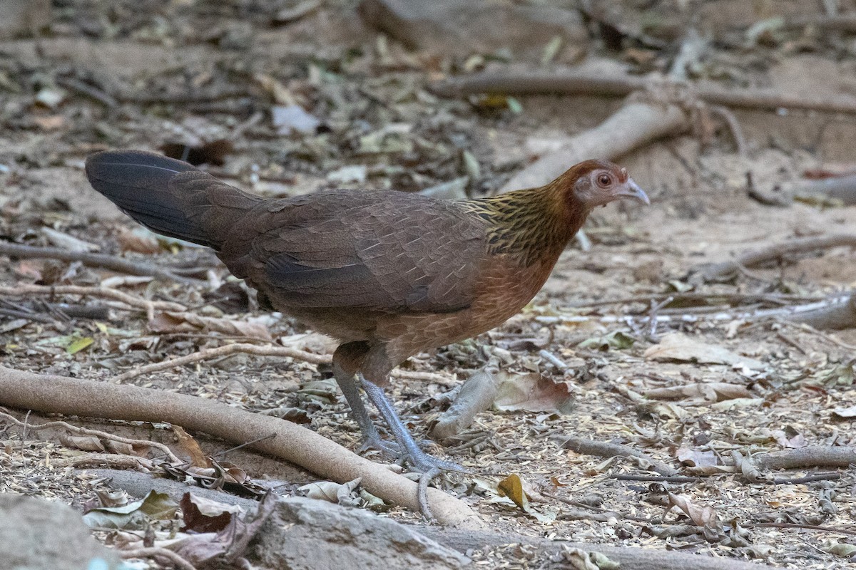 Red Junglefowl - ML150554381