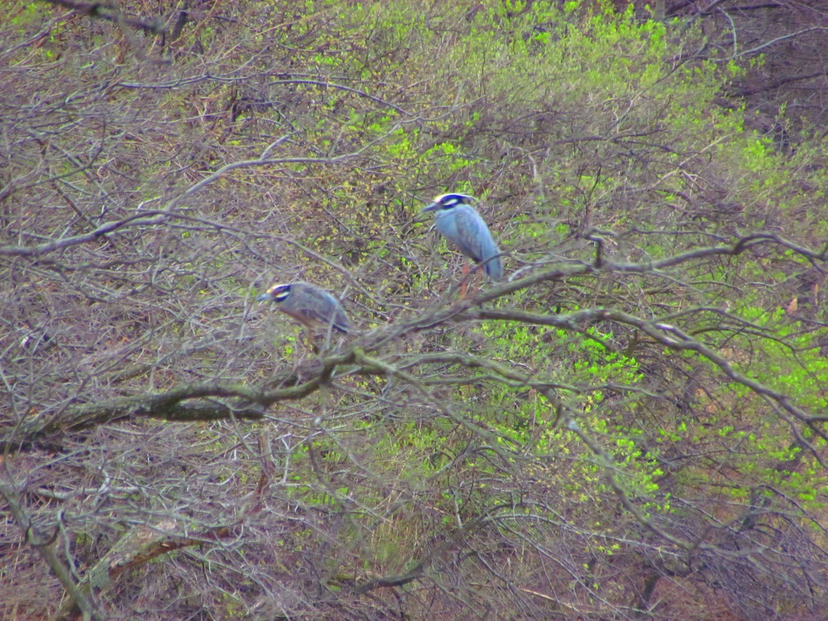 Yellow-crowned Night Heron - Tom Gabe