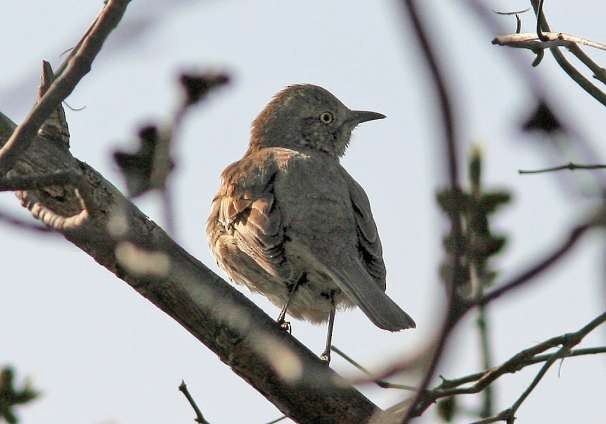 Sage Thrasher - ML150554521