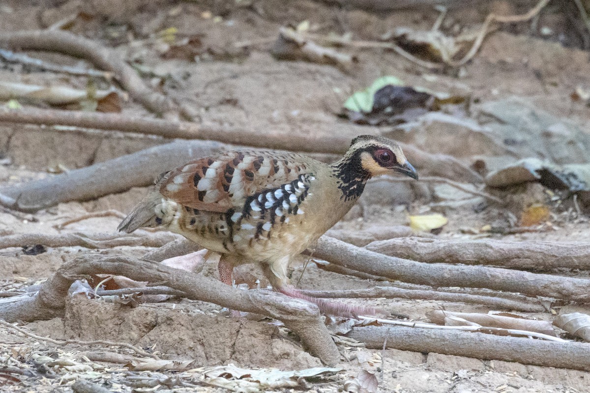 Bar-backed Partridge - ML150554601