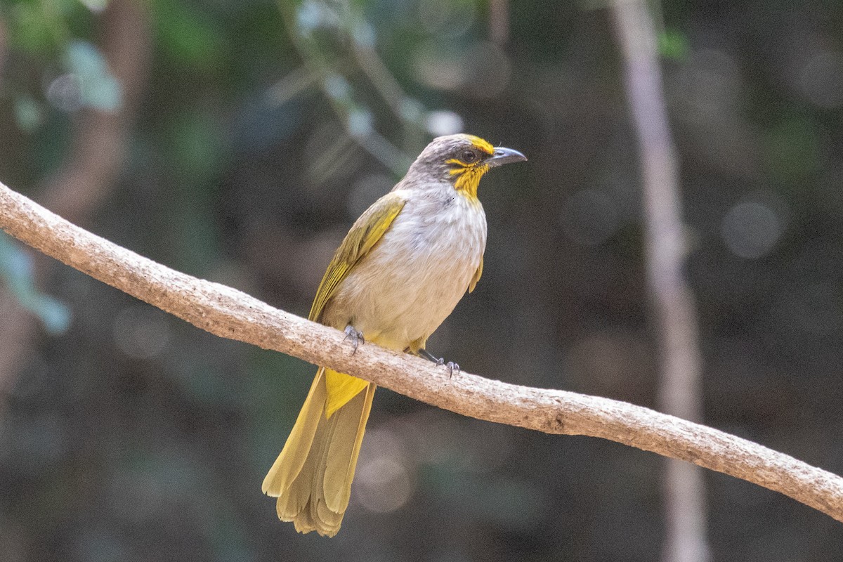 Stripe-throated Bulbul - ML150554911