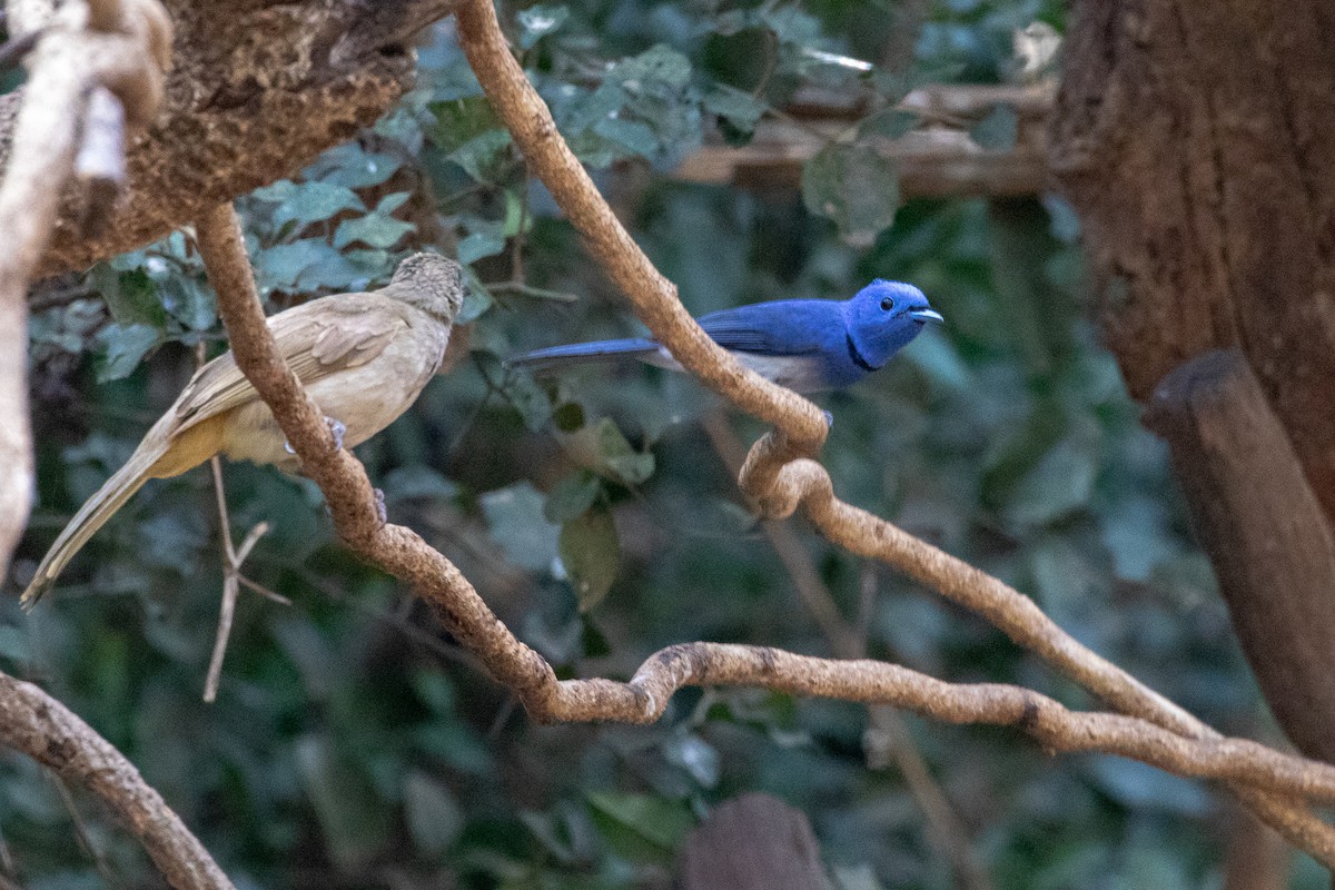 Black-naped Monarch - ML150555101