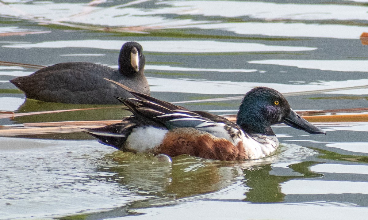 Northern Shoveler - Ched Whitney