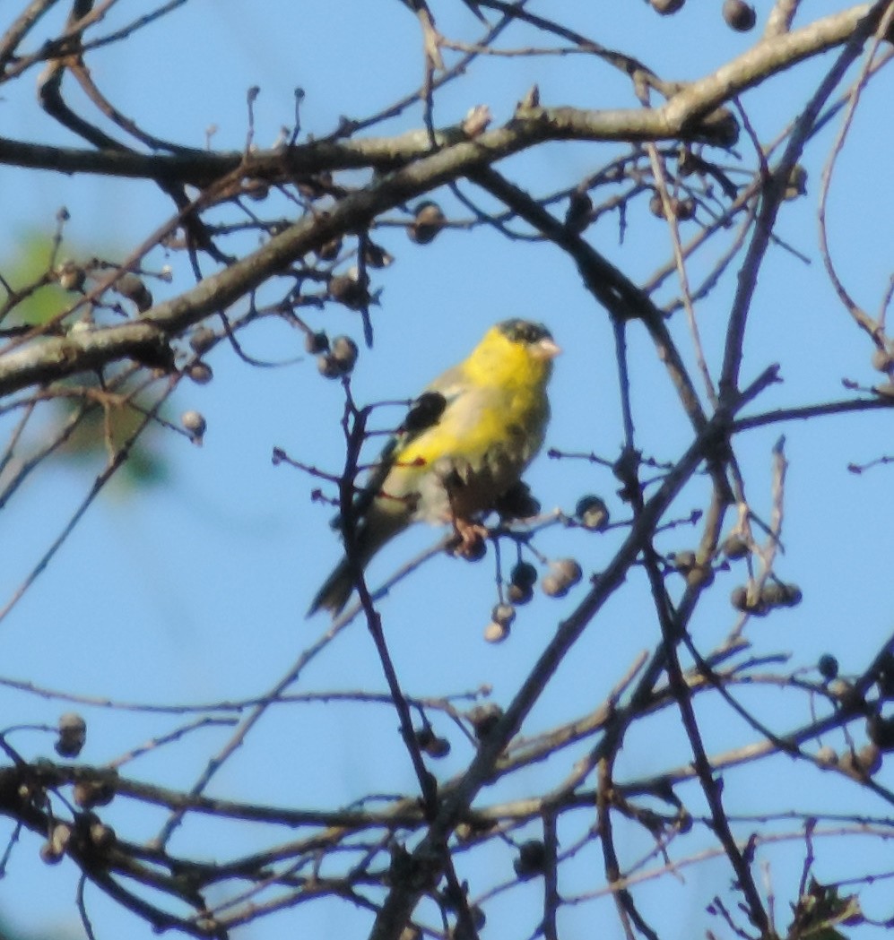 American Goldfinch - ML150555821