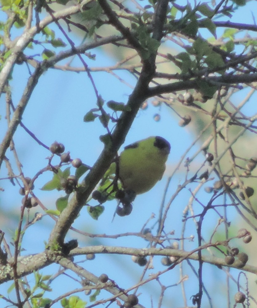 American Goldfinch - ML150555901