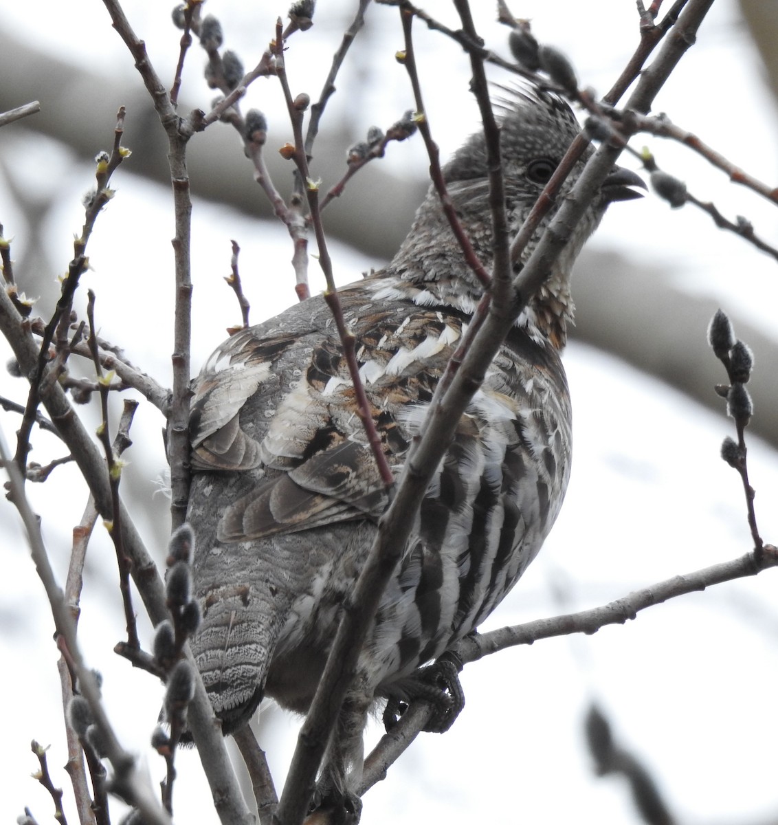 Ruffed Grouse - ML150557271