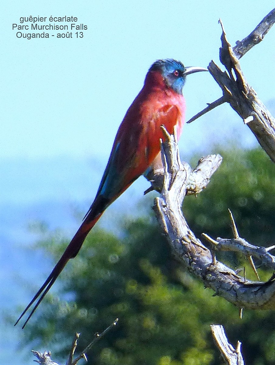 Northern Carmine Bee-eater - ML150557371