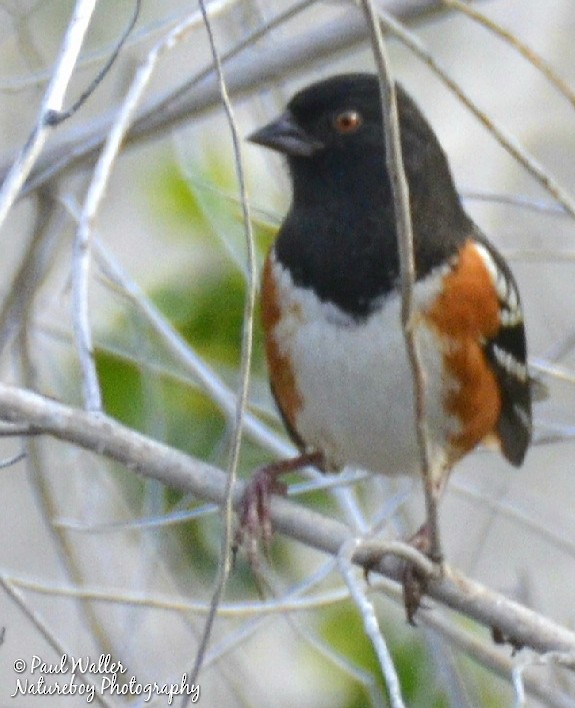 Spotted Towhee - ML150557641