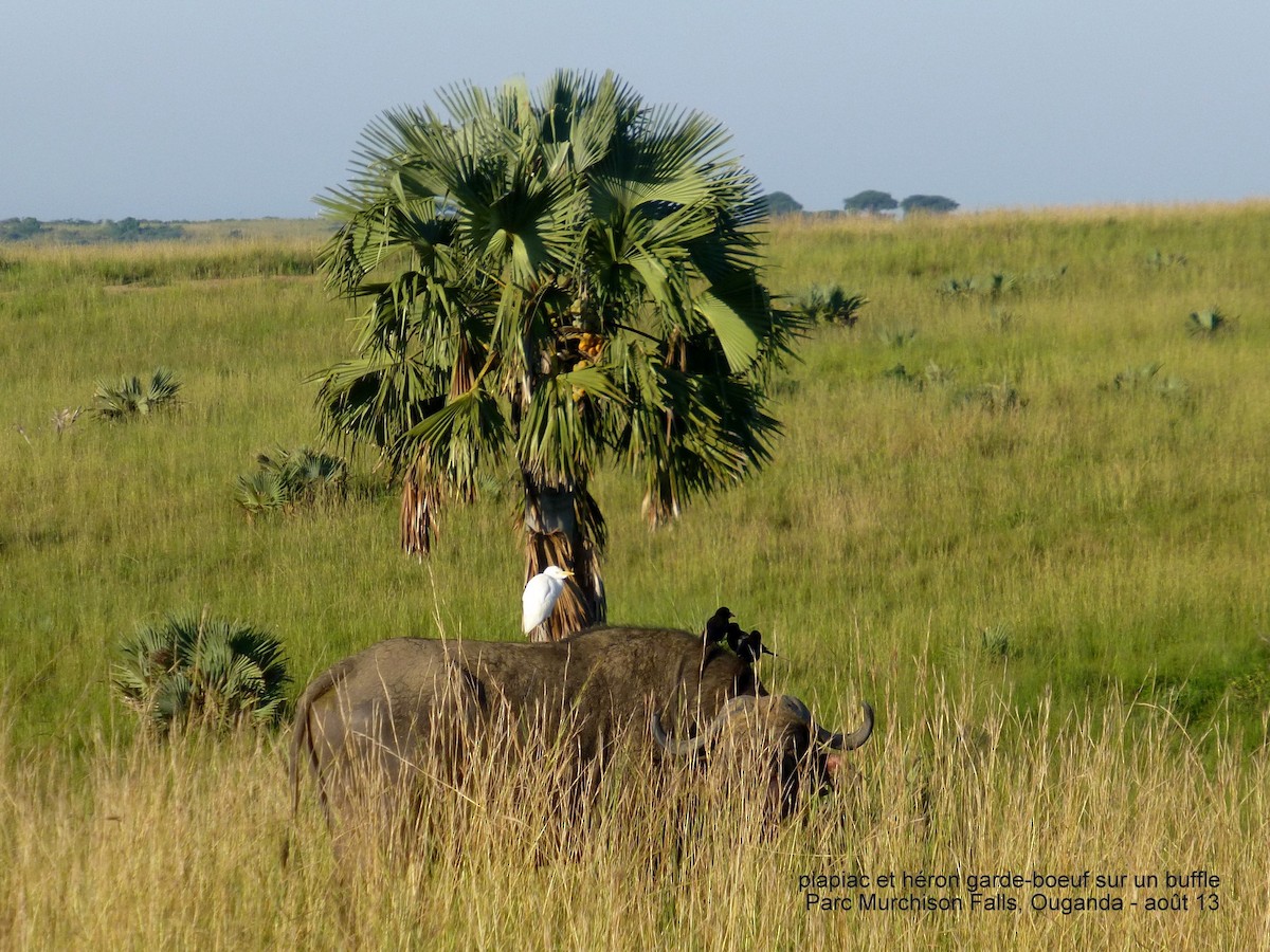 Western Cattle Egret - ML150558471