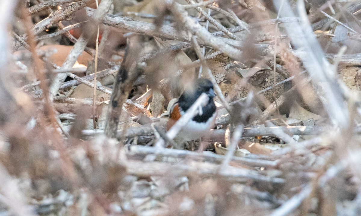 Spotted Towhee - ML150559661