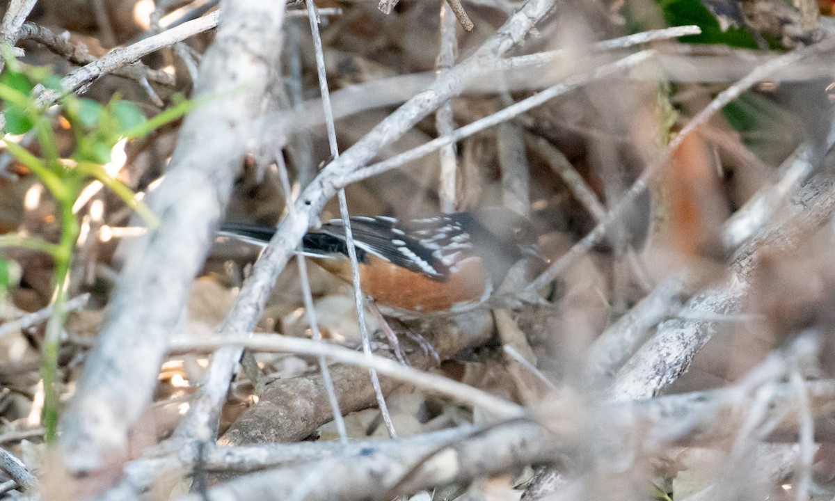 Spotted Towhee - ML150559671