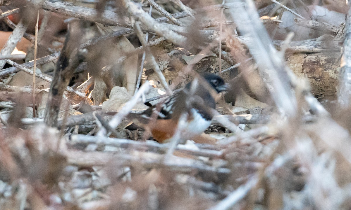 Spotted Towhee - ML150559681