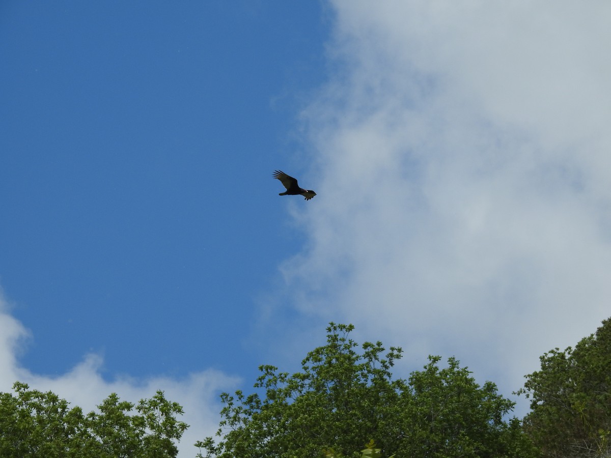 Turkey Vulture - ML150560651