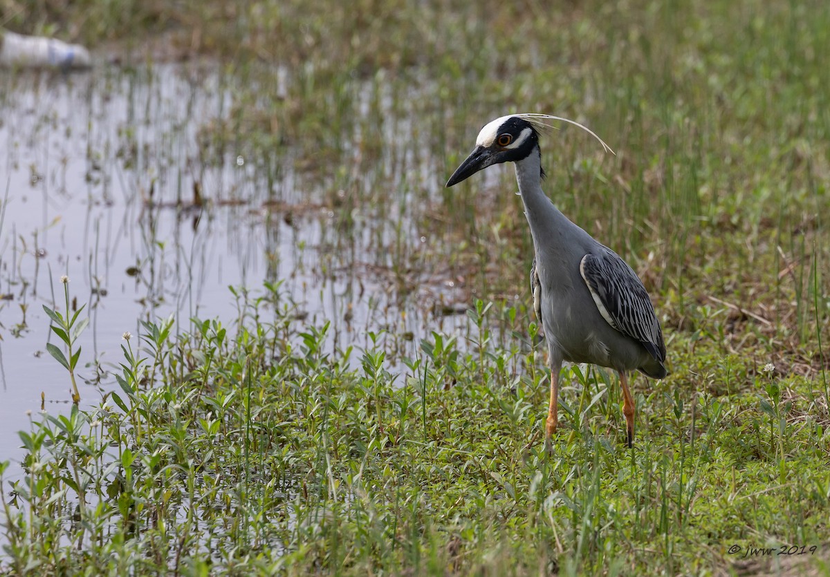 Yellow-crowned Night Heron - Janey Woodley