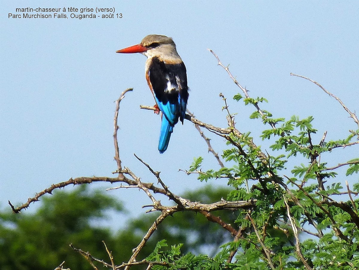 Gray-headed Kingfisher - ML150560941