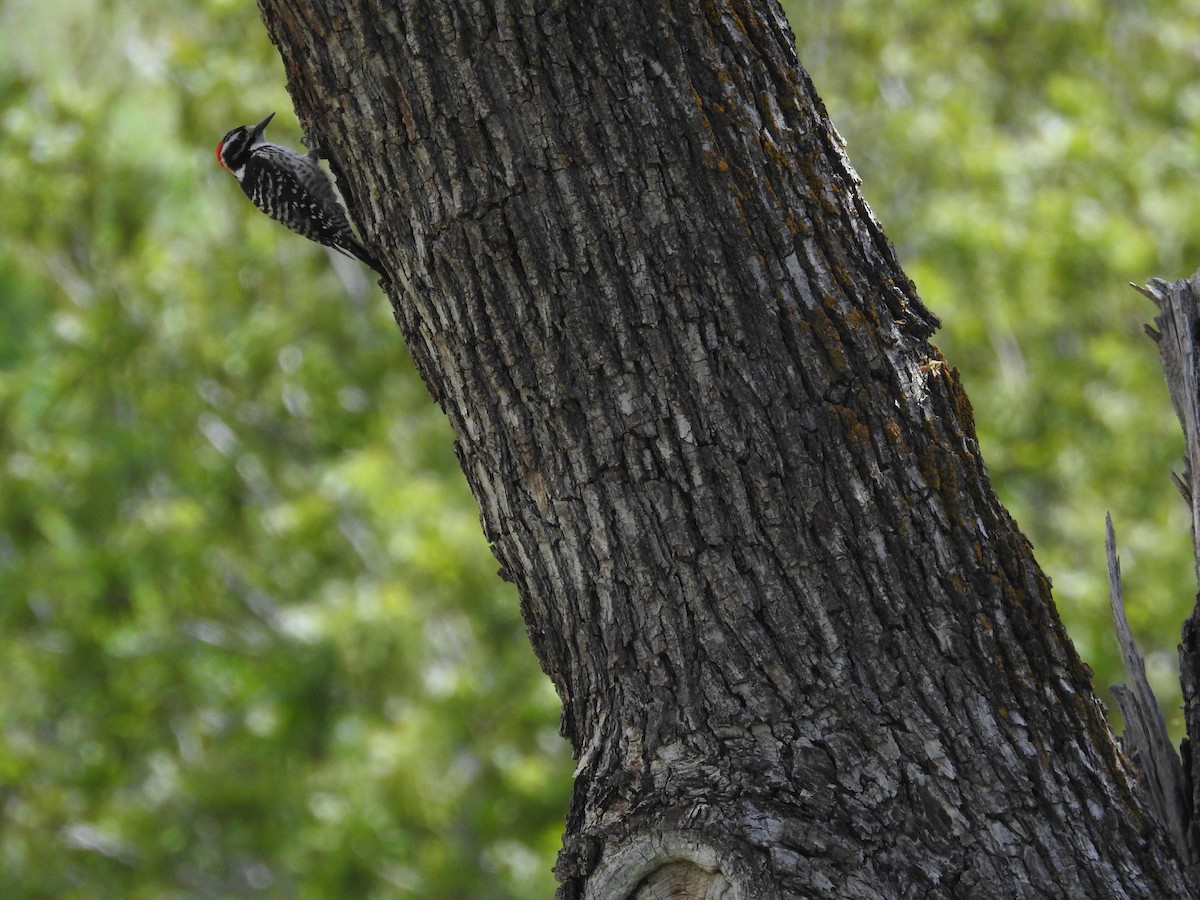 Nuttall's Woodpecker - ML150560991