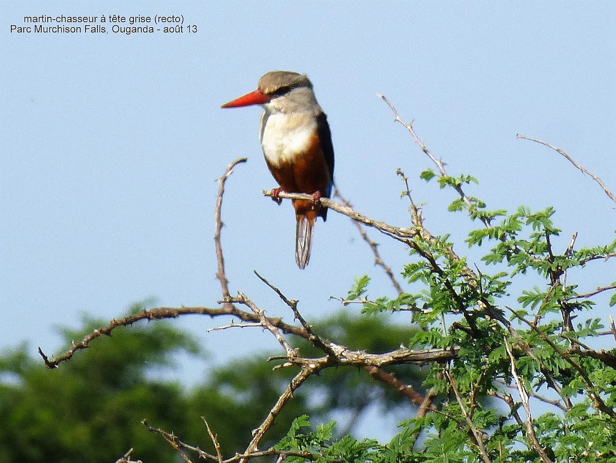 Gray-headed Kingfisher - ML150561041