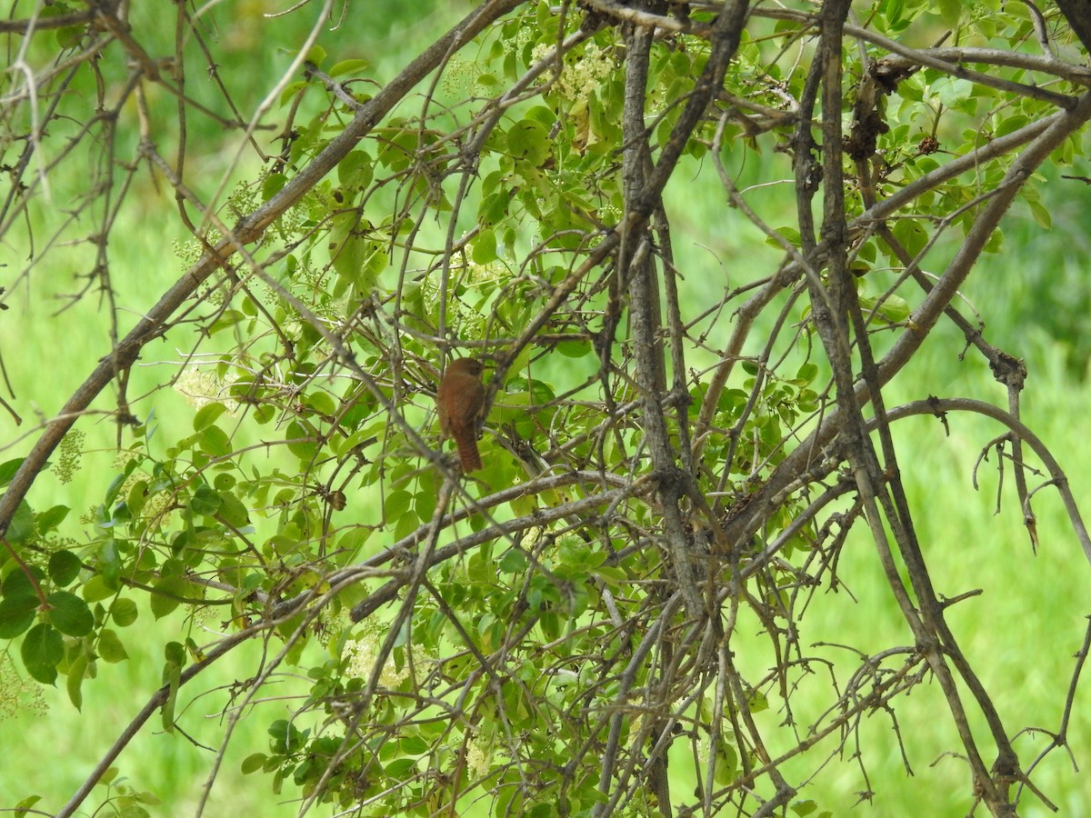 House Wren - ML150561531