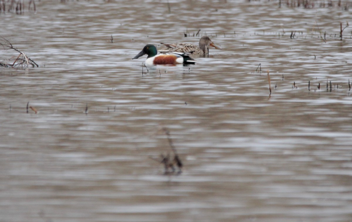 lžičák pestrý - ML150562201