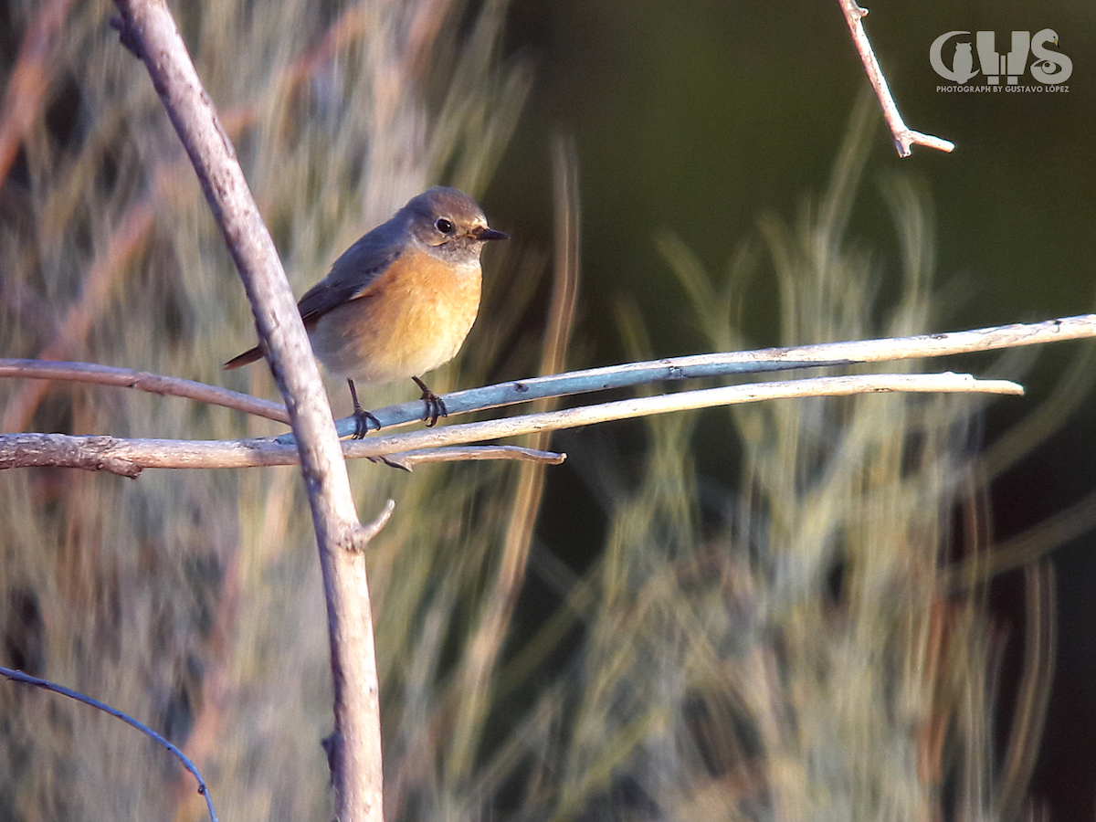 Common Redstart - ML150563971