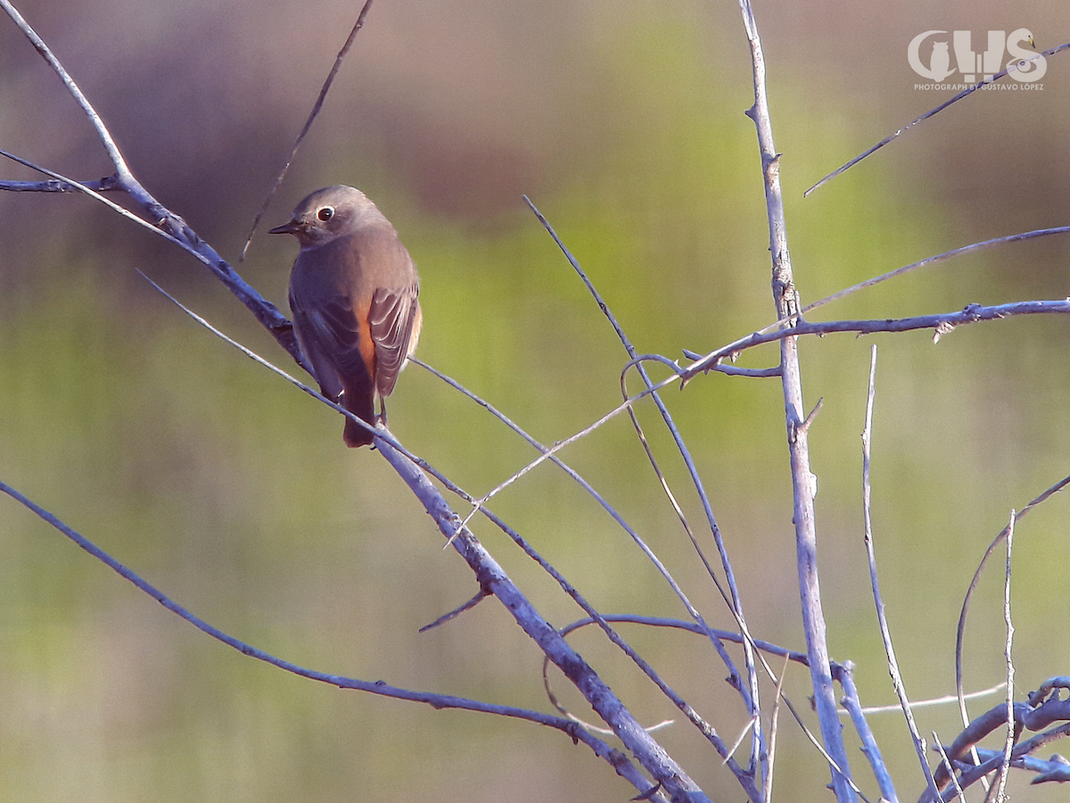 Common Redstart - ML150564161