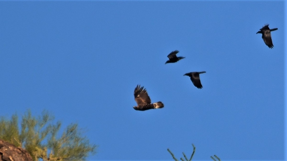 Golden Eagle - james ecker