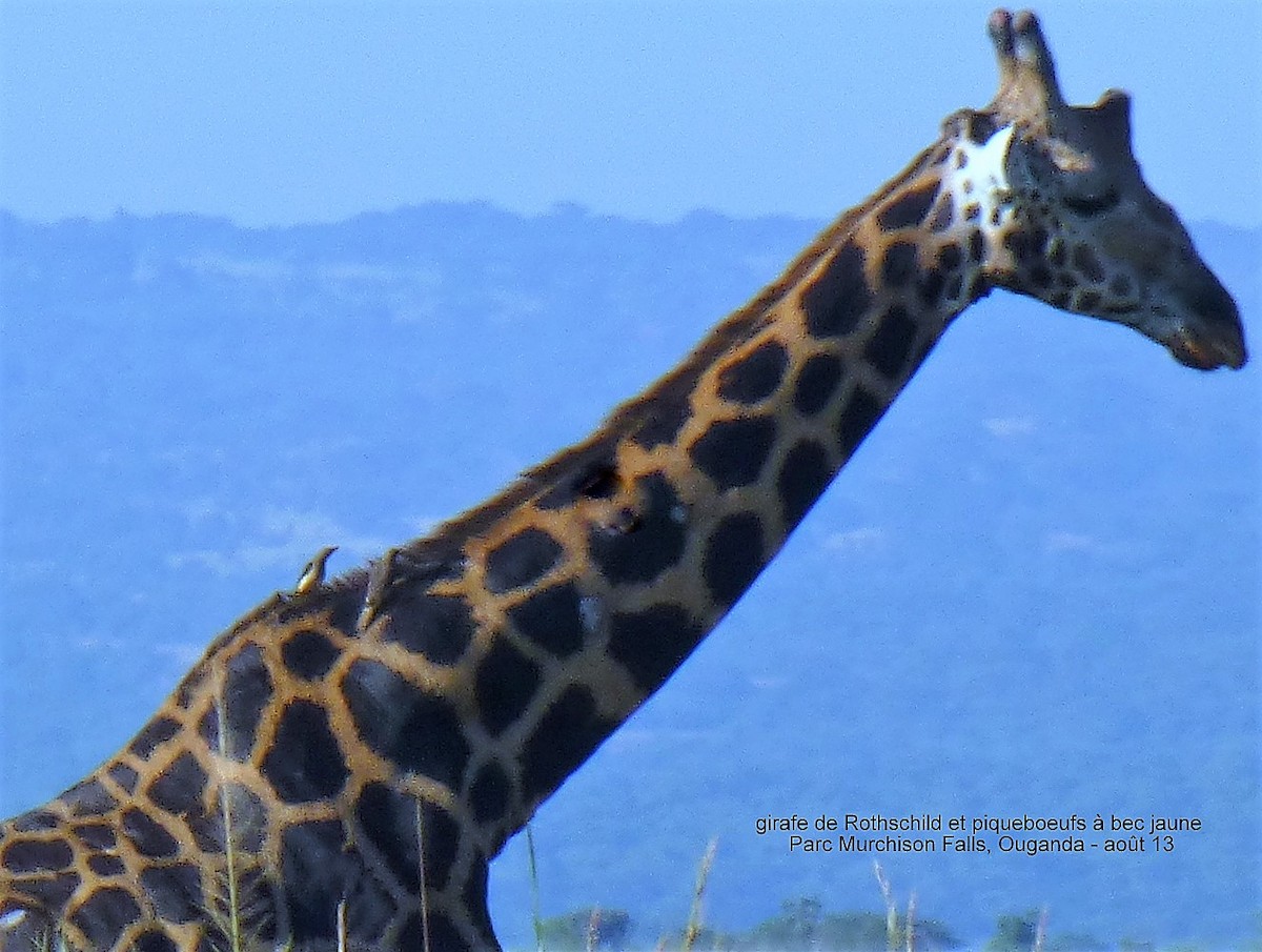 Yellow-billed Oxpecker - ML150566581