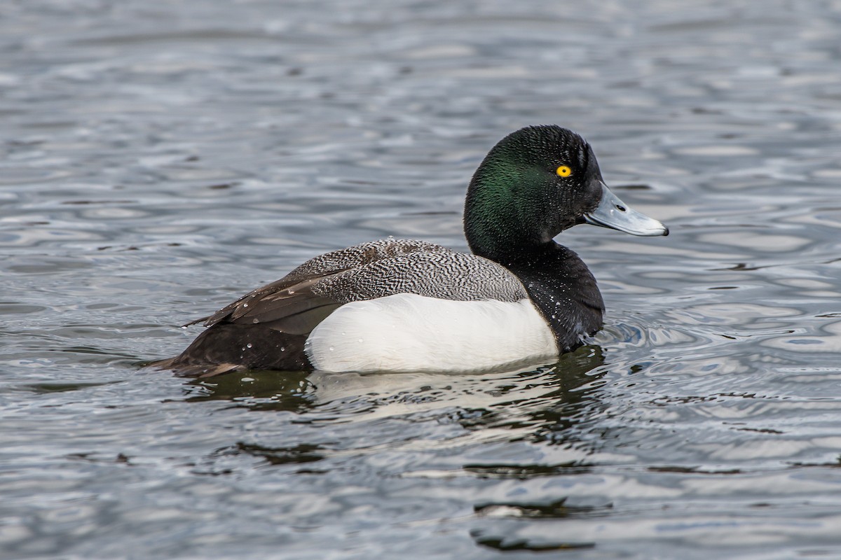 Greater Scaup - ML150567911