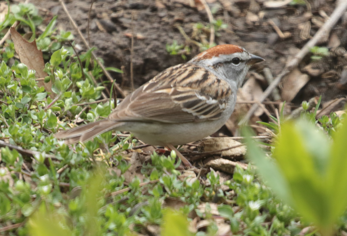 Chipping Sparrow - Paul Jacyk