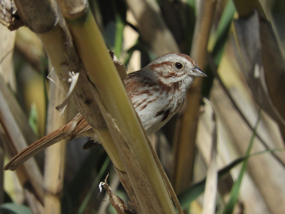 Song Sparrow (fallax Group) - Paul Suchanek