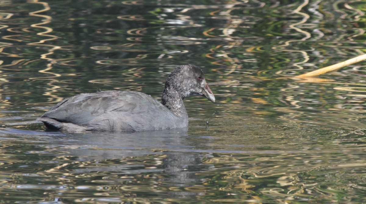 Slate-colored Coot - ML150576031