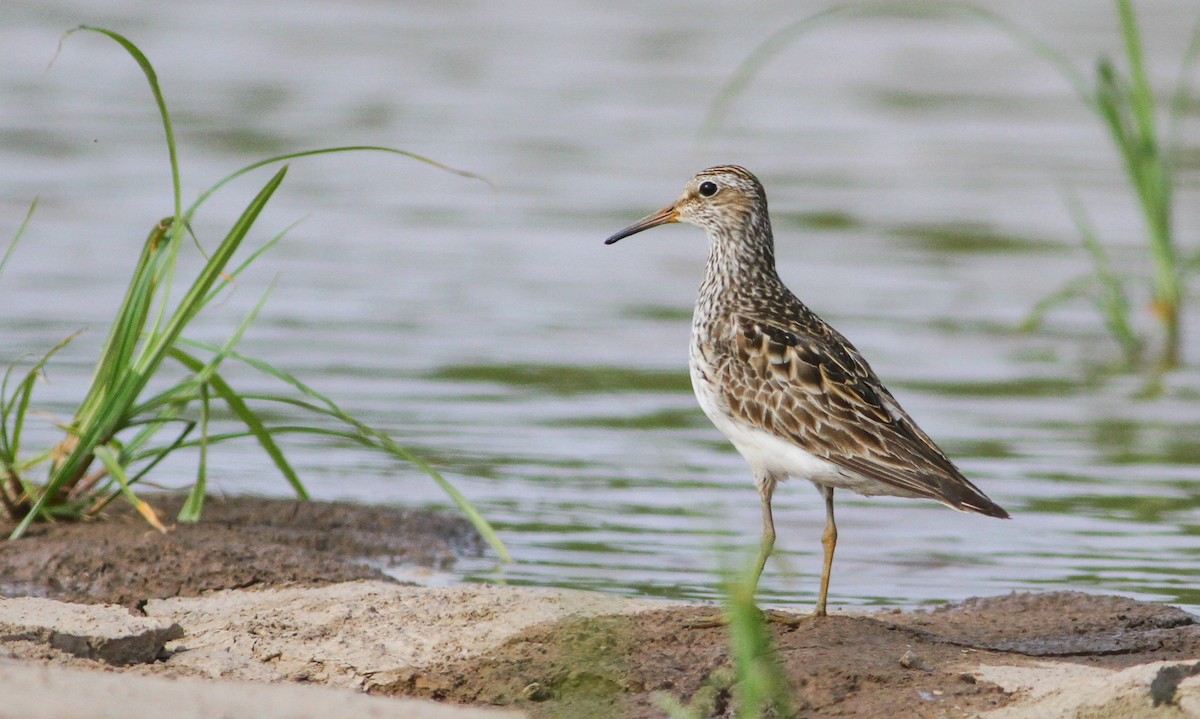 Graubrust-Strandläufer - ML150578751