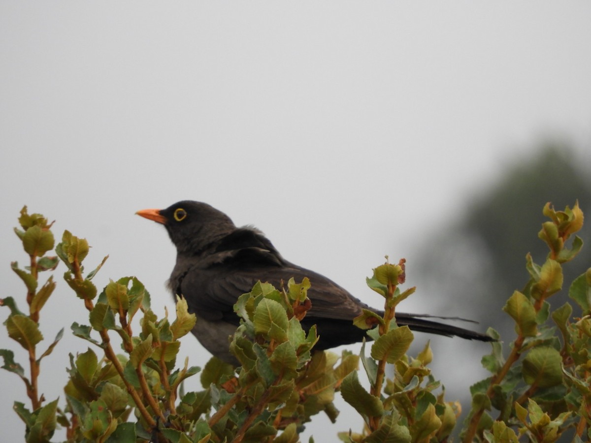 Great Thrush - Jeff Harding