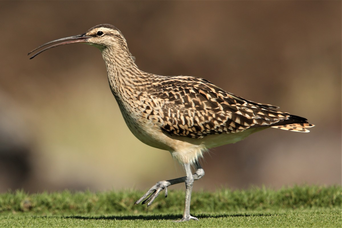 Bristle-thighed Curlew - Aaron Maizlish