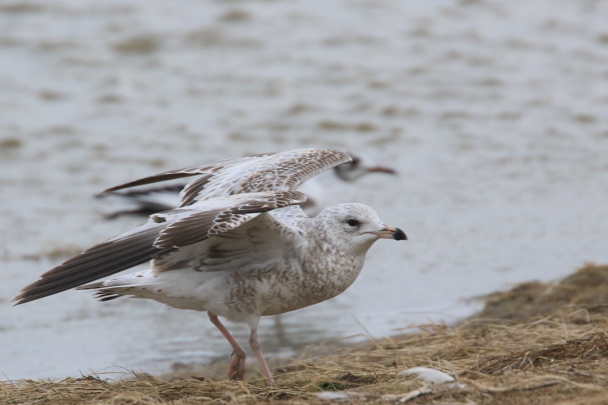 Ring-billed Gull - ML150582771