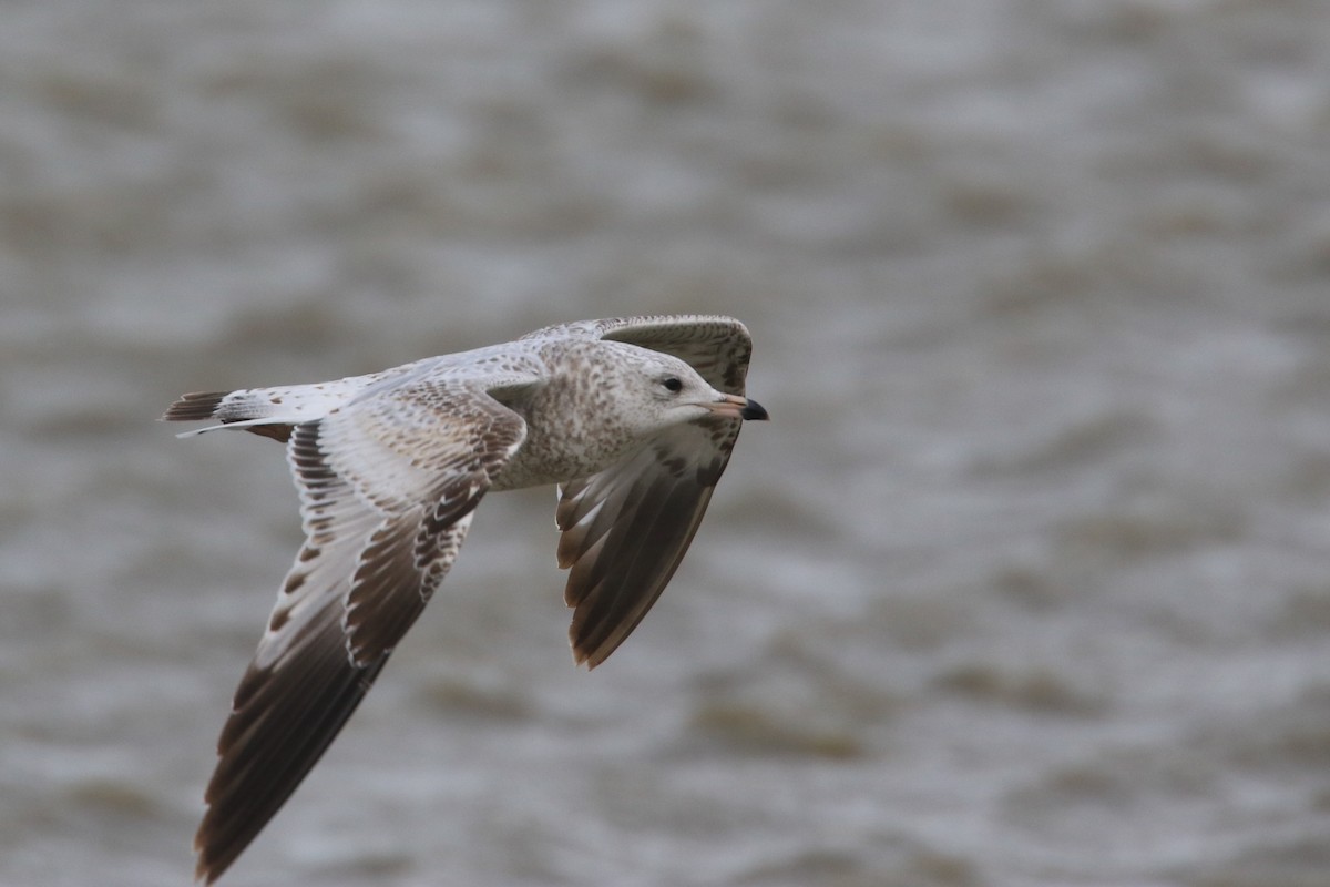 Ring-billed Gull - ML150582781