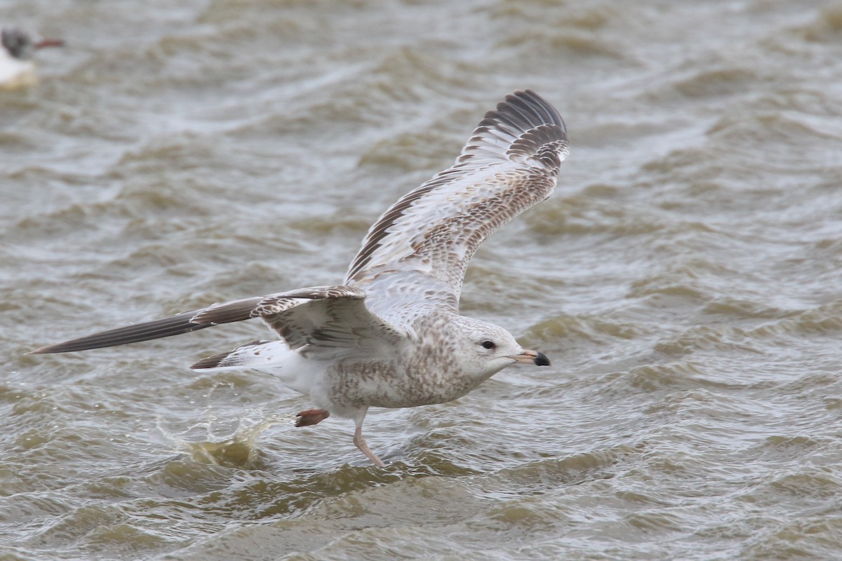 Ring-billed Gull - ML150582801