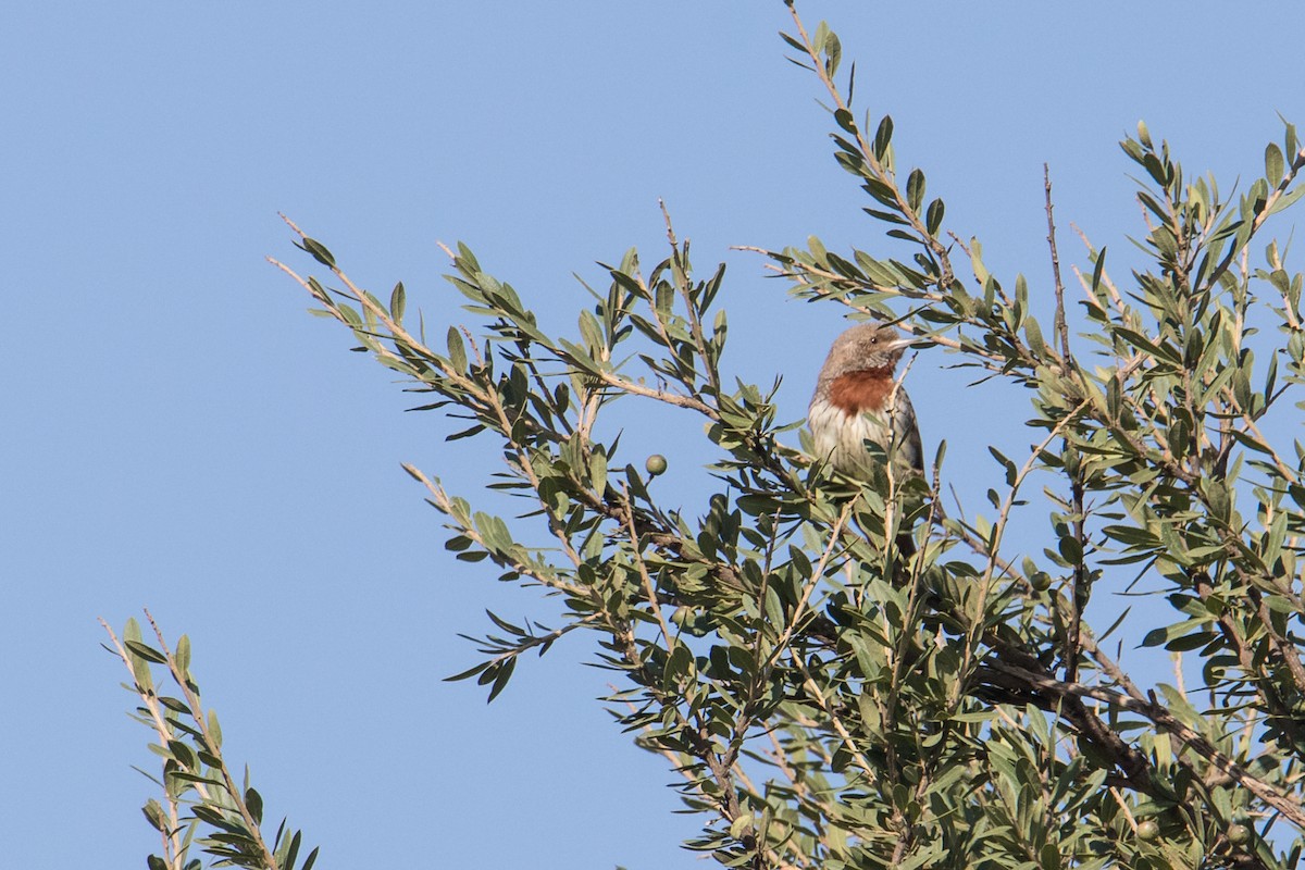 Rufous-necked Wryneck - ML150585341