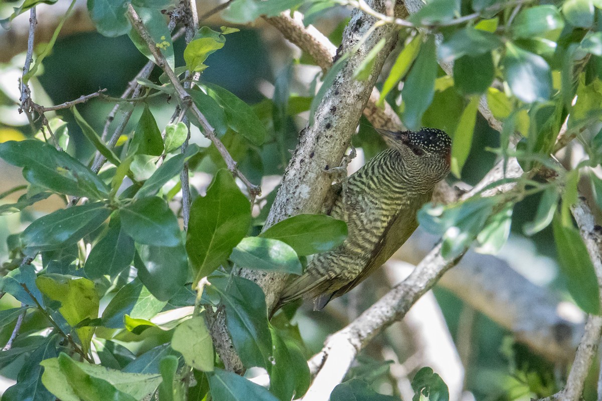 Fine-banded Woodpecker - ML150585441