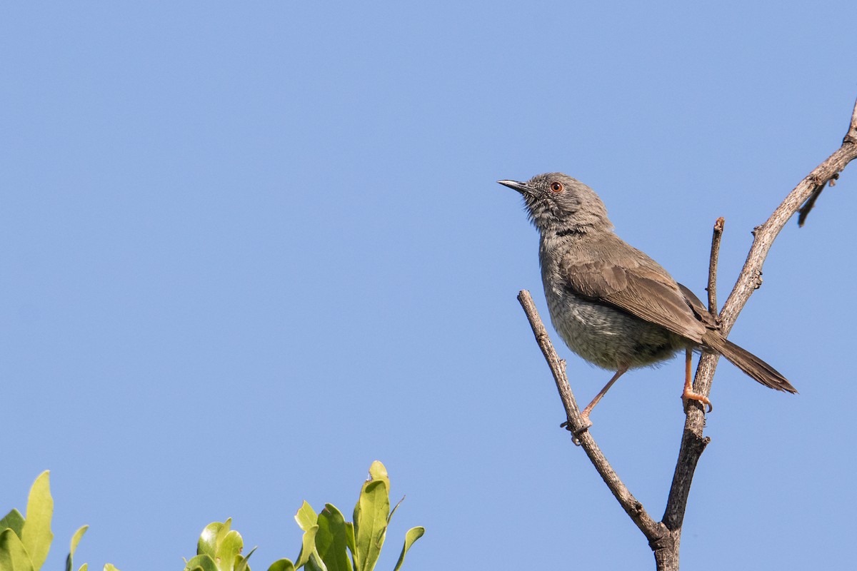 Miombo Wren-Warbler - Peter  Steward