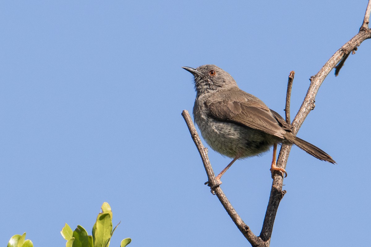 Miombo Wren-Warbler - Peter  Steward